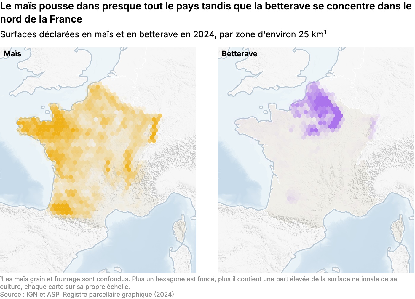 Le maïs pousse dans presque tout le pays tandis que la betterave se concentre dans le nord de la France