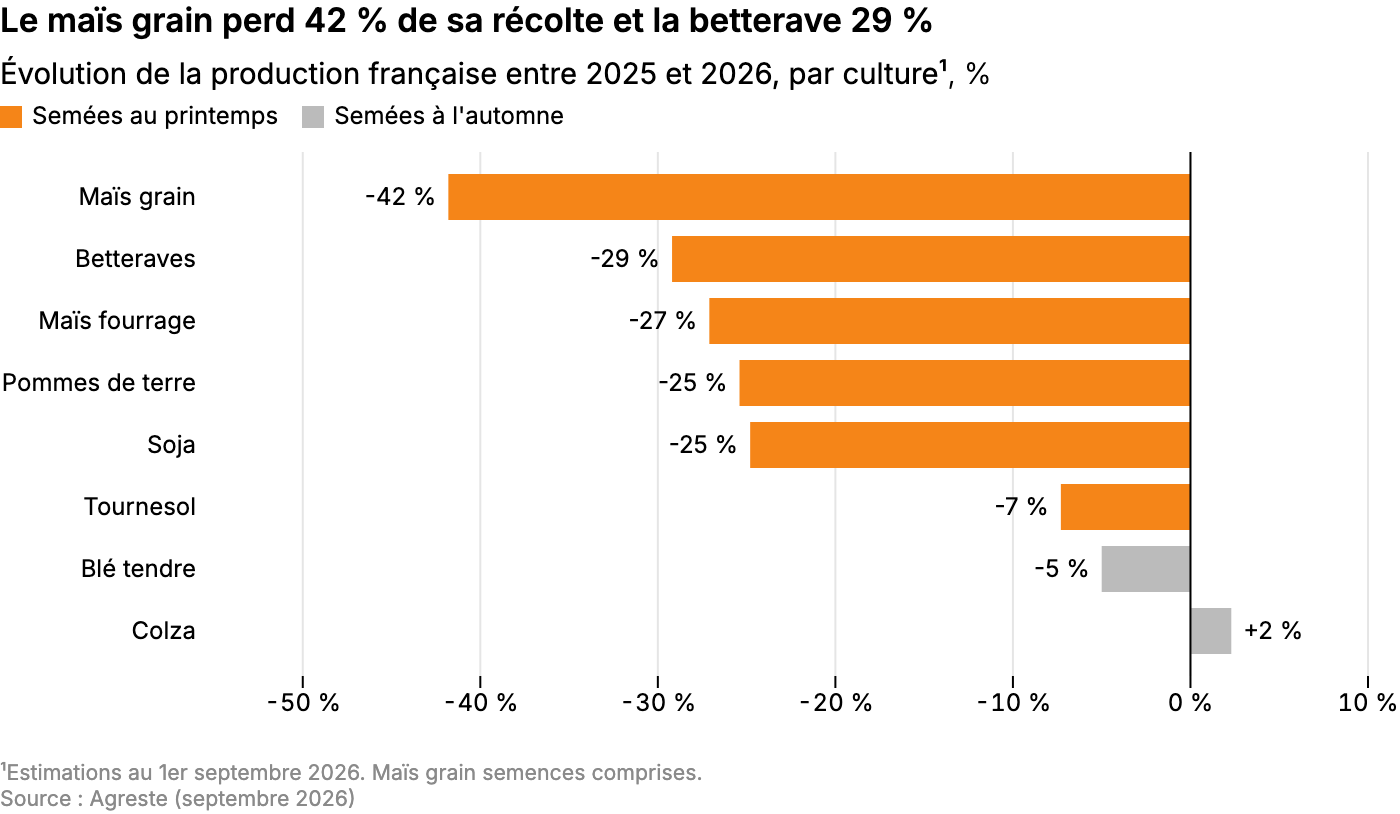 Le maïs grain perd 42 % de sa récolte et la betterave 29 %
